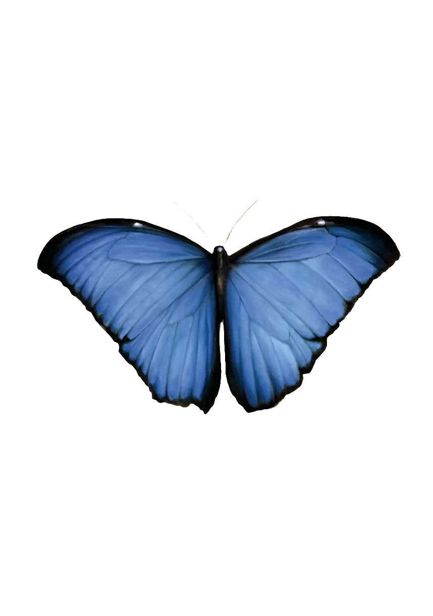 Toland Home Garden 119348 Blue Morpho Butterfly Flag 12x18 Inch Double Sided for Outdoor Spring House Yard Decoration
